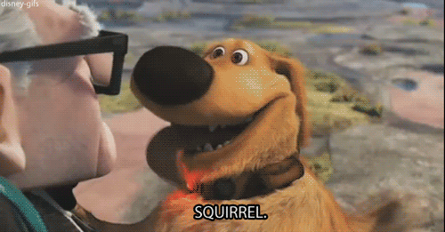 squirrel!